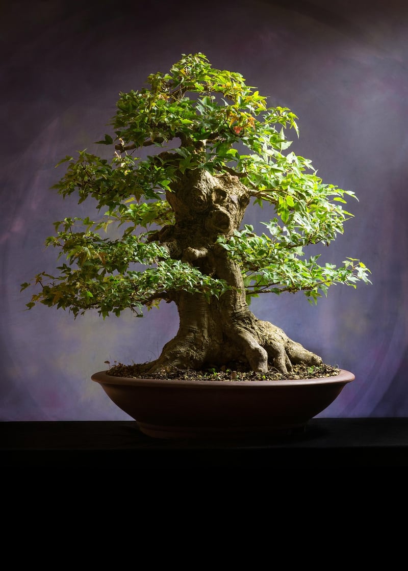Bonsai Tree