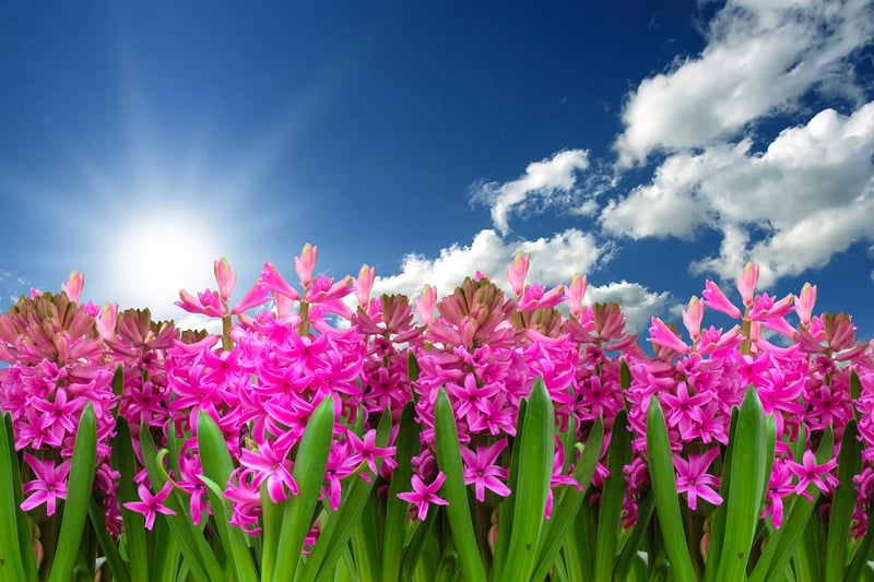 Spring garden