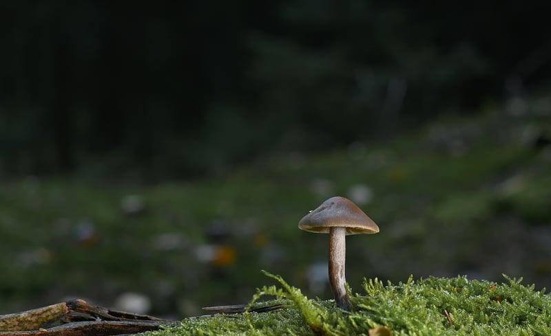 Moss